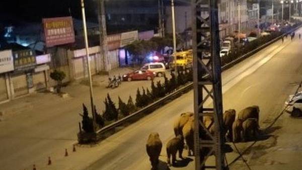 மனிதர்களை தாக்கவில்லை 