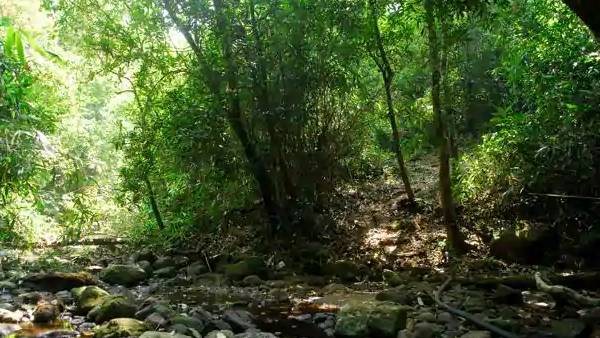 ஆக்கிரமிப்பு 