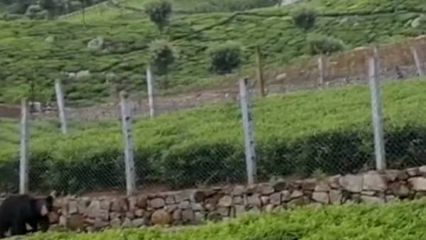 ஜாலி வாக் ஜாலி வாக்