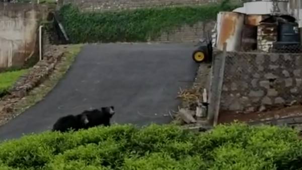 வன விலங்குகள் வன விலங்குகள்