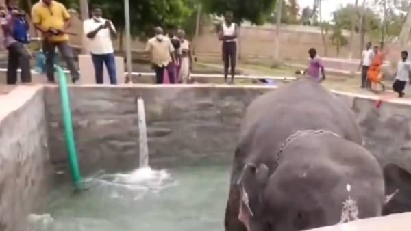 மதம் பிடிக்காமல் இருக்க.. 