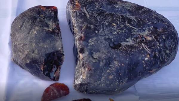 திமிங்கில மெழுகு 