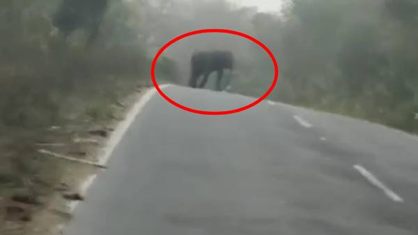 கம்பீரமாக நின்ற யானை 