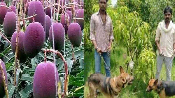 இந்த முறை பாதுகாப்பு 