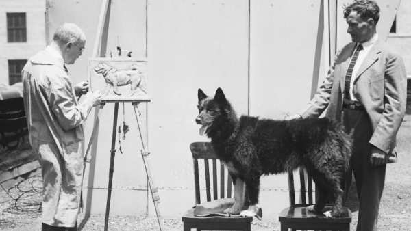 நாயின் தீரச் செயல் நாயின் தீரச் செயல்