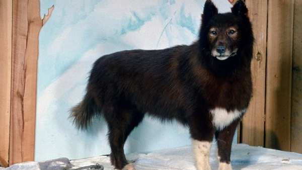 பிராணிகளின் பாசம் பிராணிகளின் பாசம்