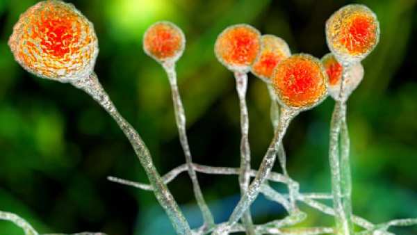  வெள்ளை பூஞ்சை