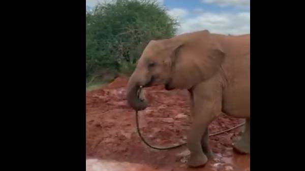 புத்திசாலி