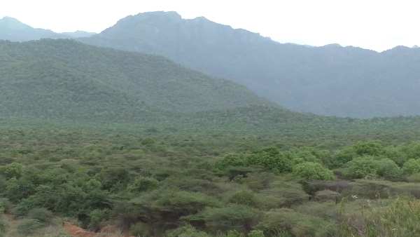 மேட்டுப்பாளையத்தில் யானை மேட்டுப்பாளையத்தில் யானை