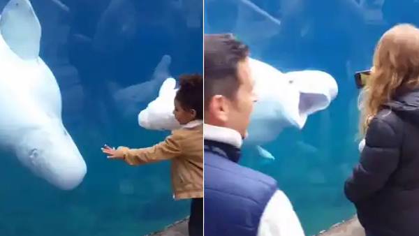 வெள்ளை திமிங்கலம்