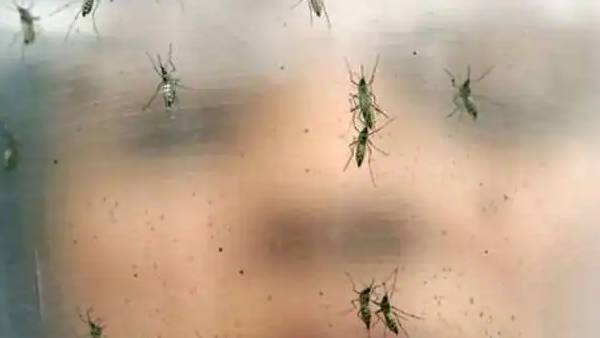  என்ன கொசு 