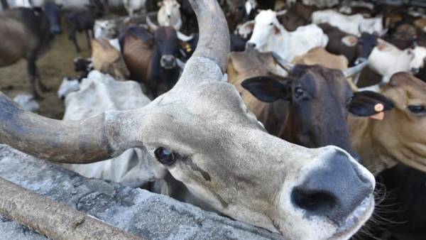 கடும் கட்டுப்பாடுகள் கடும் கட்டுப்பாடுகள்