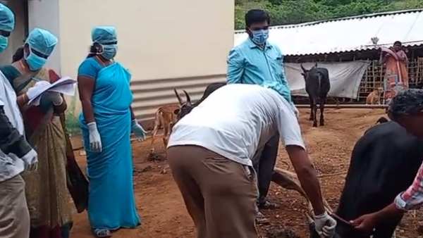 Anthrax disease spreading in Coimbatore forest which takes Elephants life 