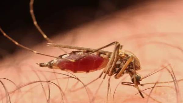 வீணா ஜார்ஜ் 