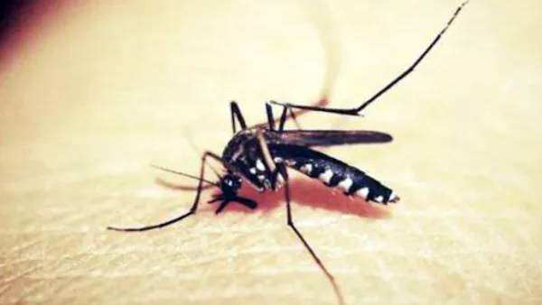 கேஸ்கள் 