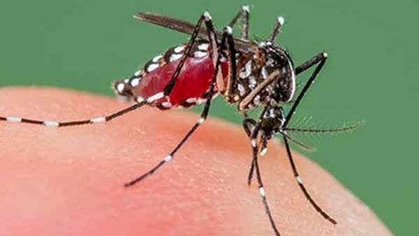 ஜிக்கா வைரஸ் 