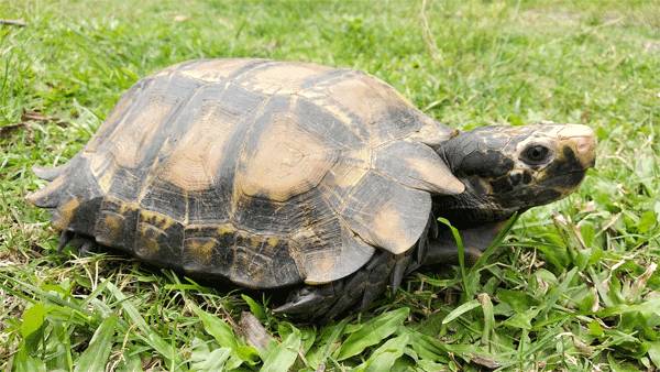 மகாலட்சுமி அவதாரம் 