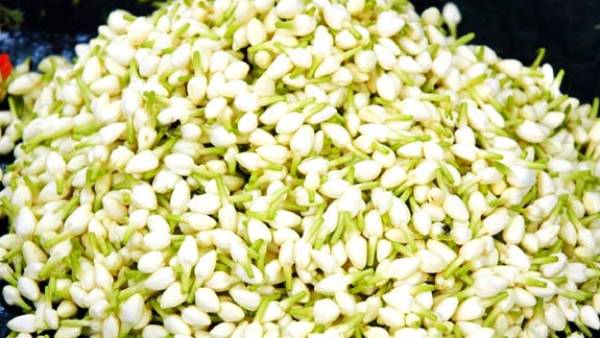 ஏற்றுமதியாகும் மல்லி ஏற்றுமதியாகும் மல்லி