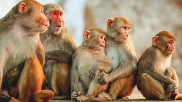 குரங்குள் சாவு குரங்குள் சாவு