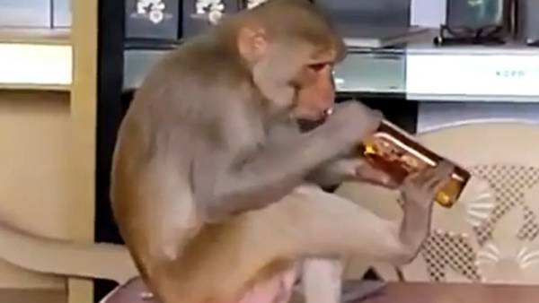 வீடியோ வைரல் 