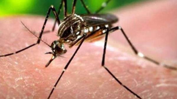  பிரேசில் 