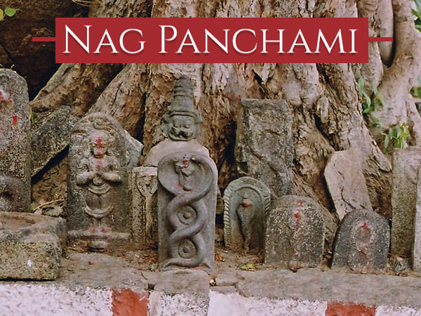 விஷ பாம்புகள் விஷ பாம்புகள்