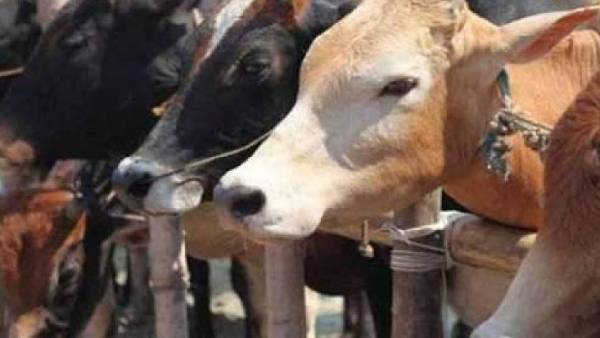 மாட்டிறைச்சி பயன்பாடு மாட்டிறைச்சி பயன்பாடு