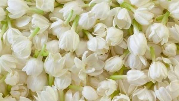 மதுரை மல்லியின் தனி சிறப்பு மதுரை மல்லியின் தனி சிறப்பு