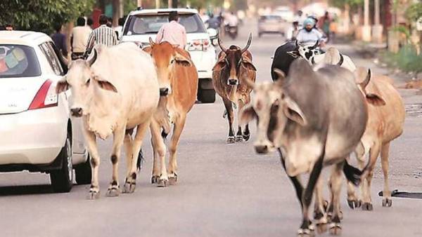 வடகிழக்கில் எதிர்ப்பு வடகிழக்கில் எதிர்ப்பு