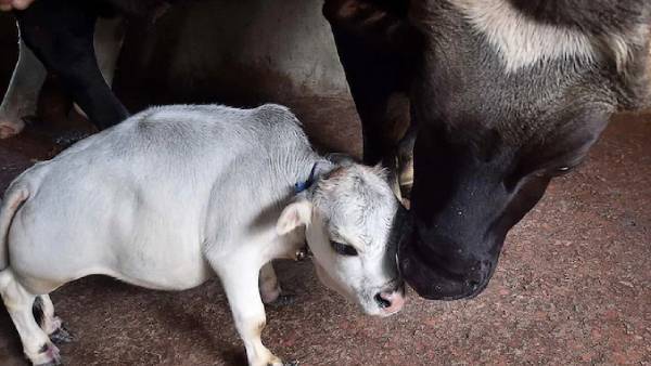 லாக்டவுன் லாக்டவுன்