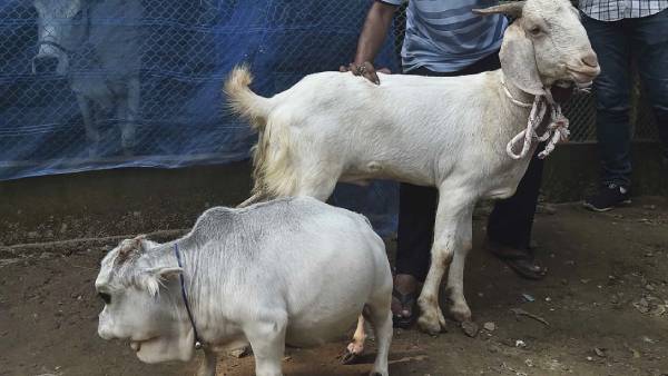 ராணி ராணி