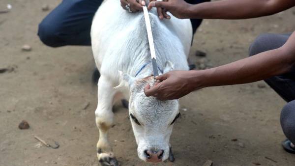 பசுமாடு பசுமாடு