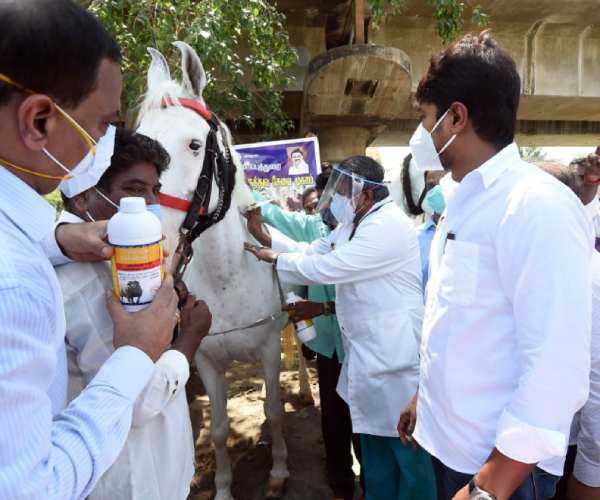 குதிரைகளுக்கு தடுப்பூசி 