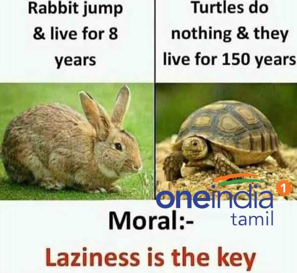 Memes collection on lazy day and Lions day