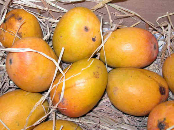 சுவையில் மயக்கம்