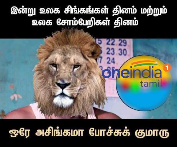 Memes collection on lazy day and Lions day