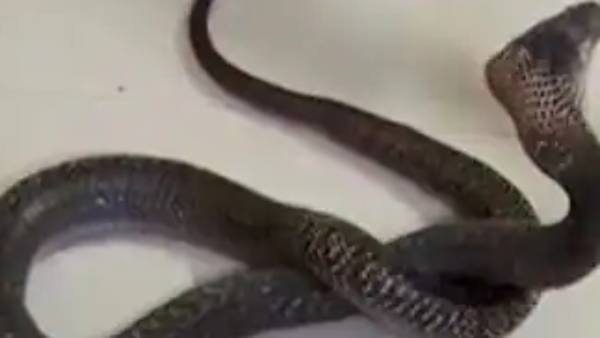  பாம்புகள்