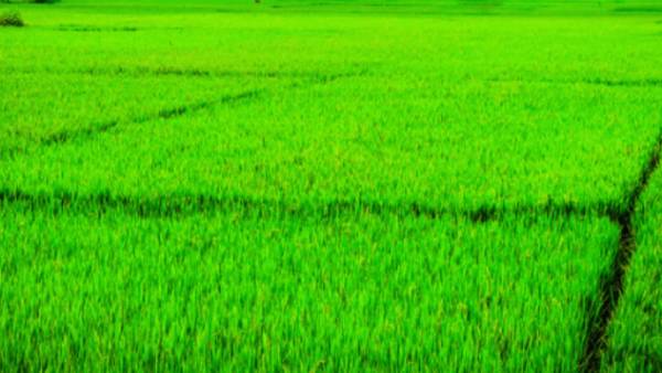 இளைஞர்களுக்கு விவசாயம் 