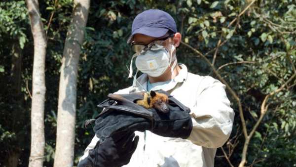 எப்படி பரவுகிறது