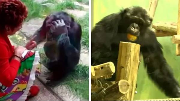 காதல் நாயகன் 