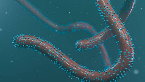 மார்பர்க் வைரஸ்