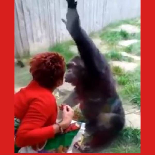 கிங் காங் 