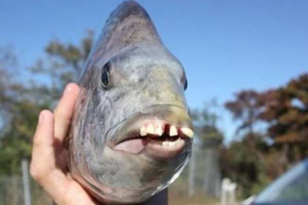 A fish was caught with human teeth and goat head 