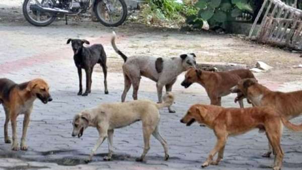 நாய்கள் கடித்து காயம் நாய்கள் கடித்து காயம்