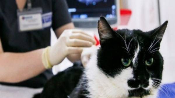 பூனைகளுக்கு கொரோனா