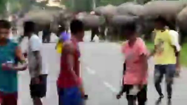 யானைகள் மீது சீண்டல் 