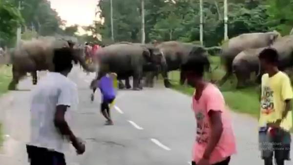 வனத்துறை அதிகாரி 