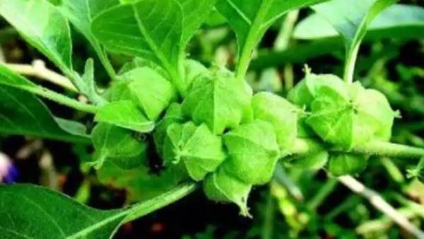 கொரோனா நீண்ட கால அறிகுறிகள்