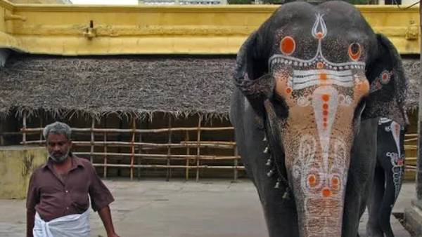 யானைகள் முகாம்