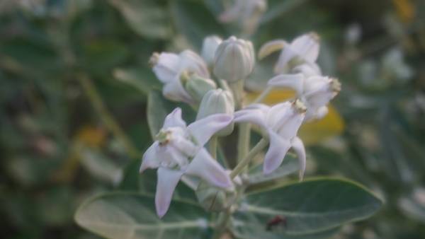 Vinayagar Chathurthi 2021: Erukkam poo malai for vinayagar benefits 